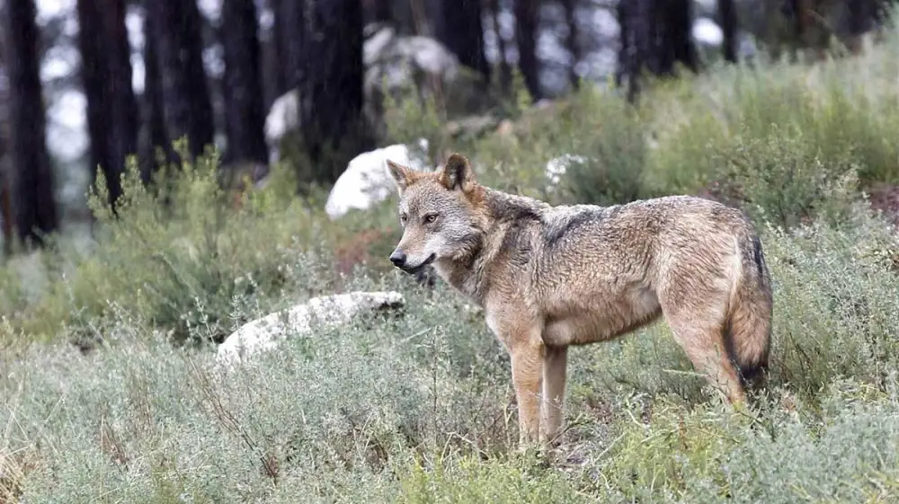 Cantabria autoriza un cupo de «extracción» de 30 lobos durante 2026