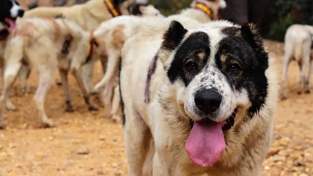 ARRECAL reclama al director general de Derechos de los Animales una normativa realista para los perros de caza